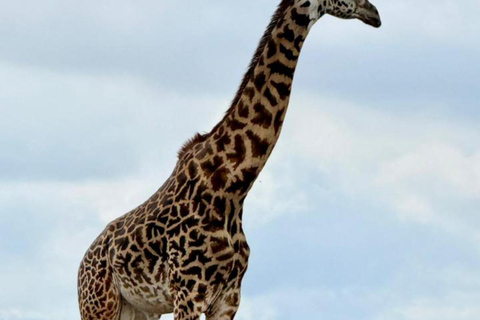 Nairobi National Park Half-Day Safari – Wildlife Game Drive