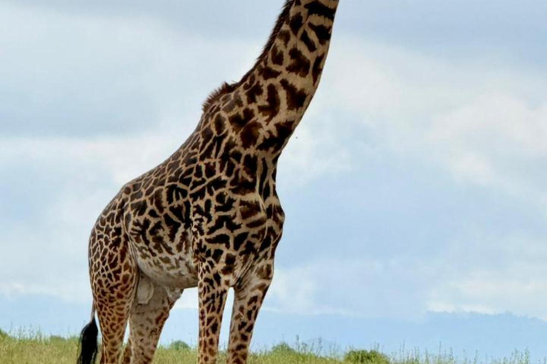 Nairobi National Park Half-Day Safari – Wildlife Game Drive