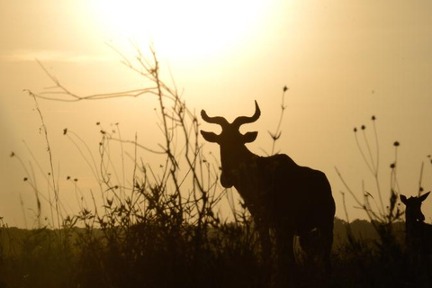 Nationaal Park Nairobi - Halve dag gamedrive: wildhoofdstad