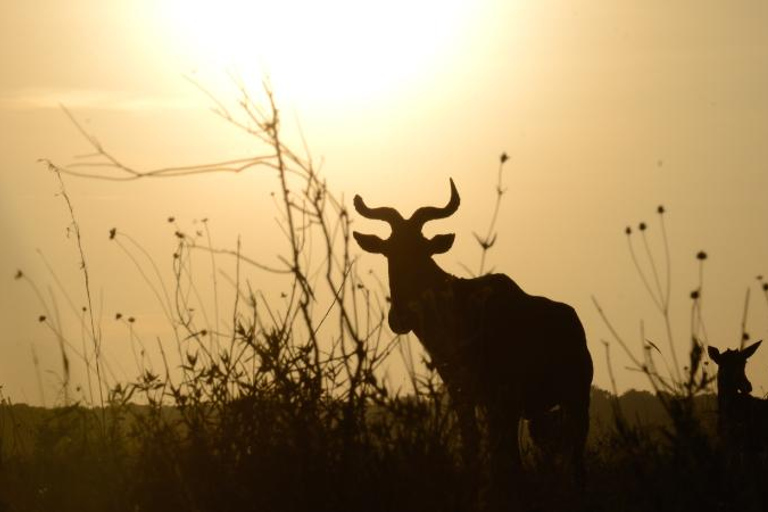 Nationaal Park Nairobi - Halve dag gamedrive: wildhoofdstad