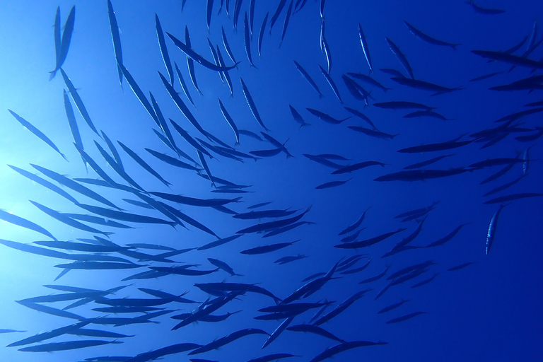 Menorca: Bautizo buceo desde barco con fotos incluidas