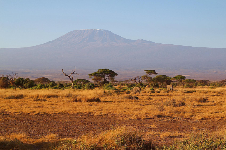 Nairobi: Tour di un giorno al Parco Nazionale Amboseli e al villaggio Maasai