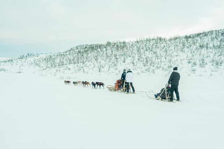 Tromsø: Dog Sledding Tour