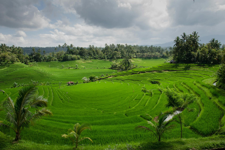 Ella: Rice Terrace Walk with Traditional Meal and Beer
