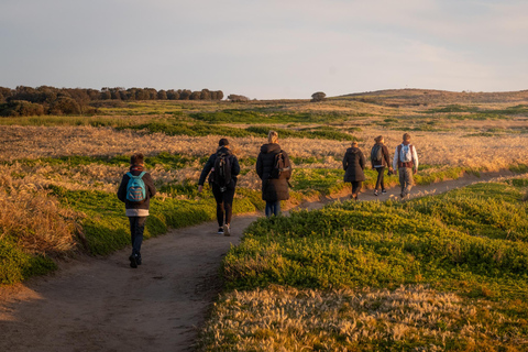 Melbourne Puffing Billy &amp; Penguins Day Tour