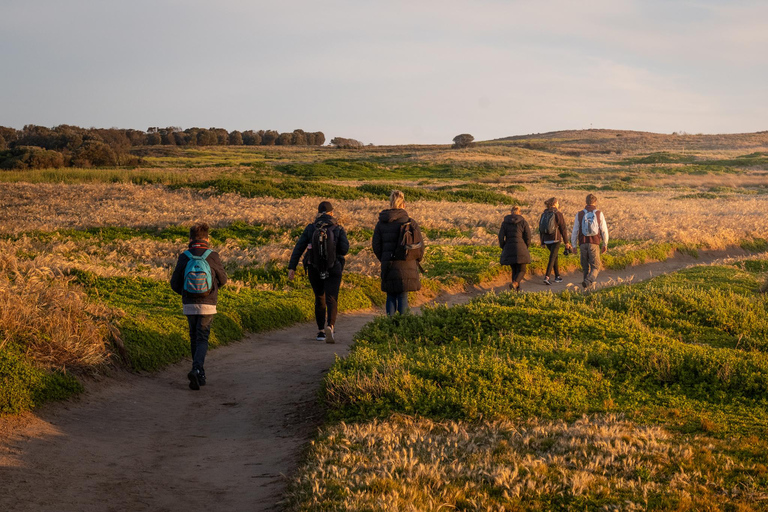 Melbourne Puffing Billy &amp; Penguins Day Tour