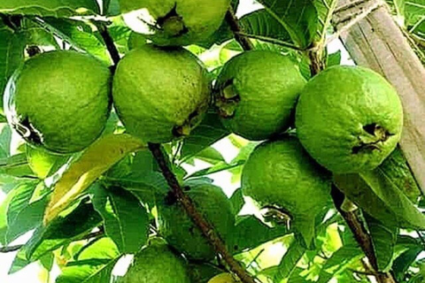 زنجبار: مدينة ستون، جزيرة السجن ومزرعة التوابل مع الغداءجولة خاصة بدون خدمة الاستقبال والتوصيل من 