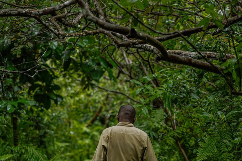 ZANZIBAR; JOZANI FOREST