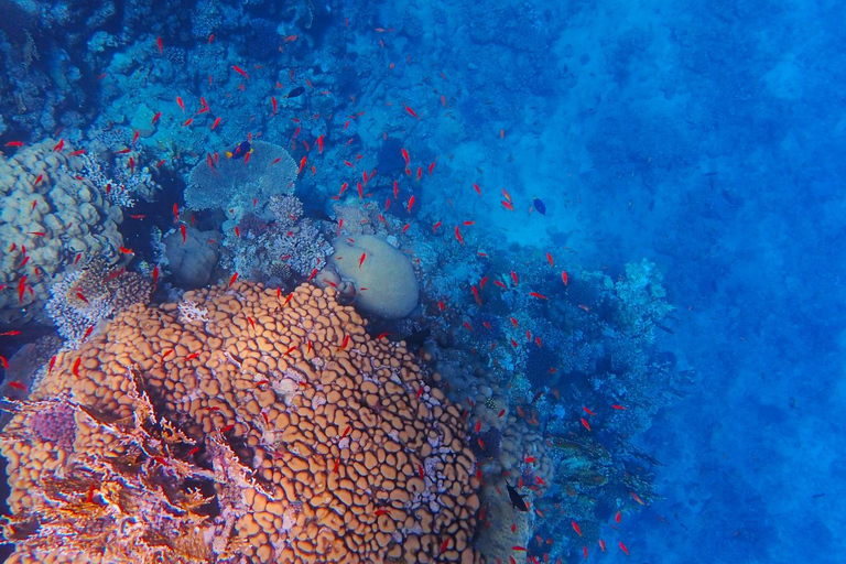 Marsa Alam: Dolphin House Adventure at Shaab Samadai Reef