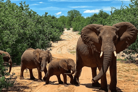 Kasane: 3-Day Chobe Big Five Safari at Two Rivers Hotel