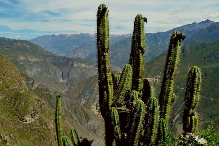 1 dagsutflykt till Colca Canyon +Transfer till Puno med måltider