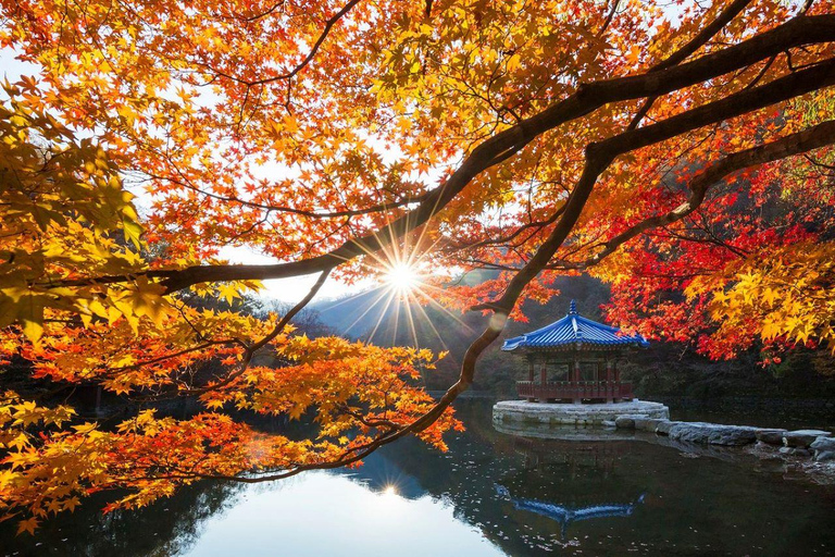 Naejangsan Autumn Foliage Day Tour from Seoul and Busan Group tour, departure from Haeundae Station Exit 5 (Busan)