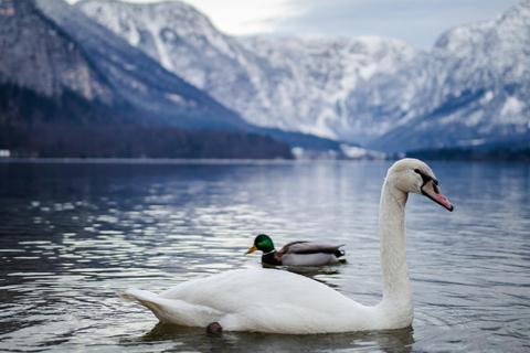 From Vienna: Hallstatt and Salzburg Full-Day Guided Tour