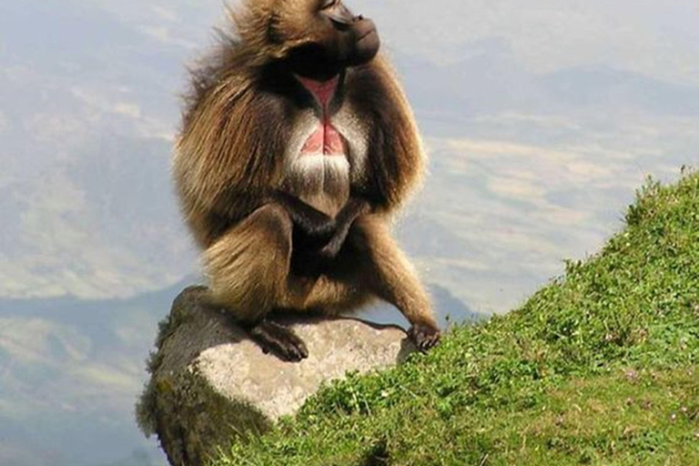 Debre Libanos e a Ponte Portuguesa - viagem de 1 dia saindo de Addis