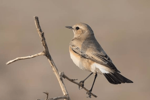 Halfdaagse woestijn wandeltour in Jodhpur Rajasthan met Sumer