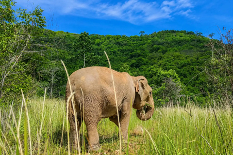 From Bangkok: Pattaya Ethical Elephant Sanctuary Day Trip