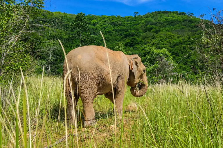 From Bangkok: Pattaya Ethical Elephant Sanctuary Day Trip