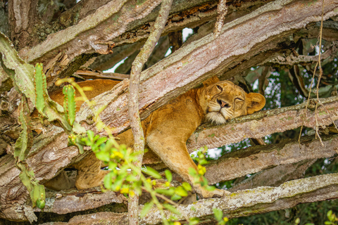 Rwanda: 7-Day Gorillas, Chimpanzees, and Cultural Safari