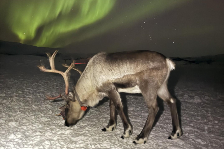 Tromsø: Exclusive Sámi Reindeer Experience with herders