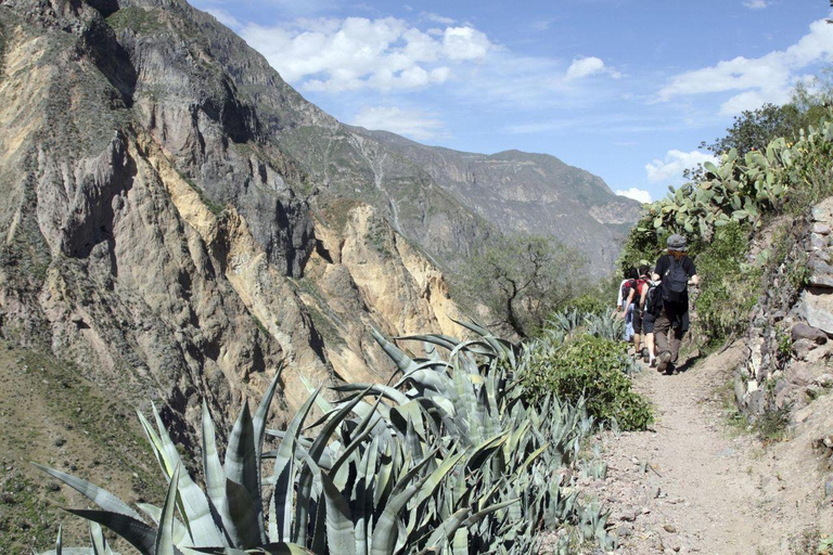 Arequipa: Colca Canyon Trekking 3-Day Tour & 2 Nights