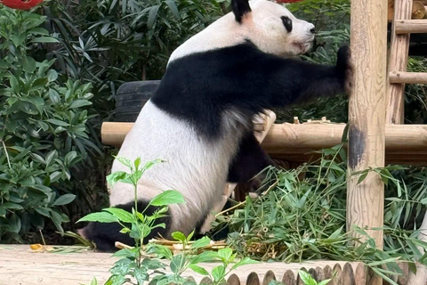 Shenzhen: Giant Panda Encounter and Safari Park