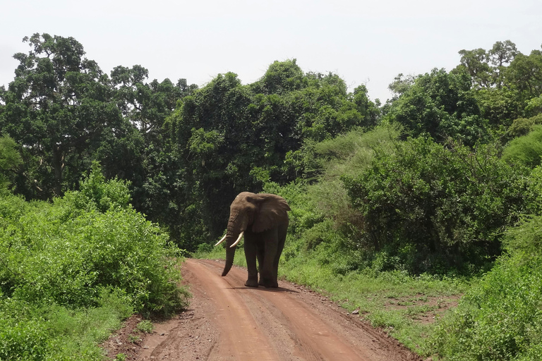 Arusha: 2-Day Tarangire & Lake Manyara Tanzania Safari Arusha: Private Day Trip to Tarangire National Park