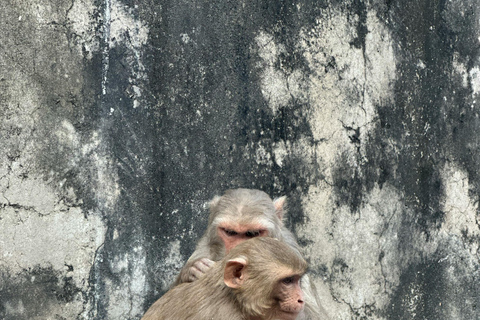 جايبور: جولة إرشادية في معبد القرد ومعبد الشمس