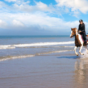 Red Sea : Horse Riding Beach and Desert Tour With Transfer