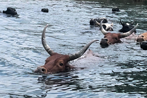 experiencia del café y excursión a la isla napoleón en el lago kivu