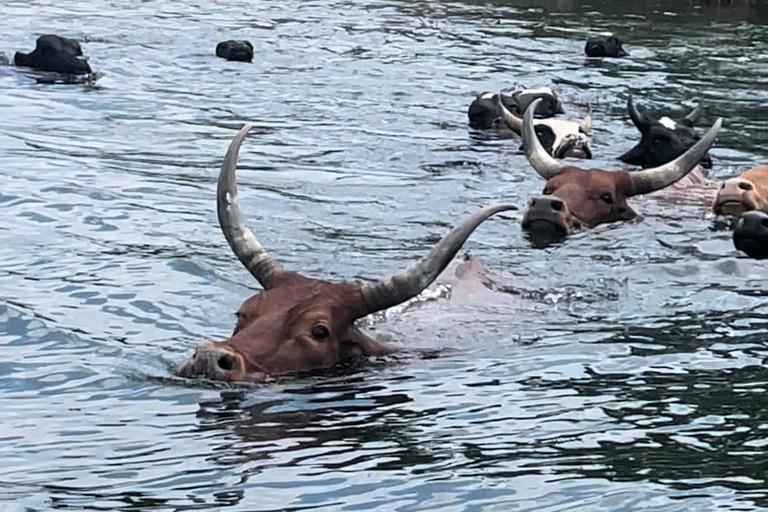 experiencia del café y excursión a la isla napoleón en el lago kivu