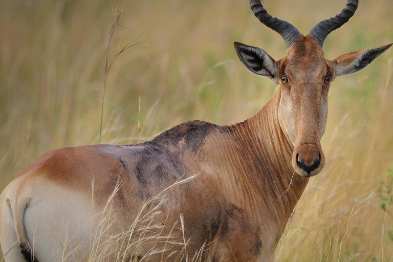 3 giorni di safari con gli elefanti ad AmboseliSafari all&#039;Amboseli di 3 giorni