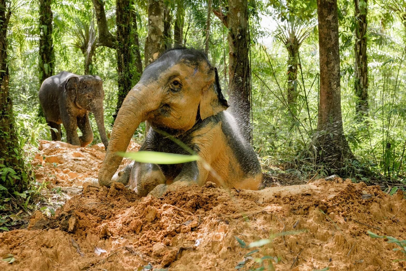Khao Lak: Ethische Elefantenbeobachtungstour