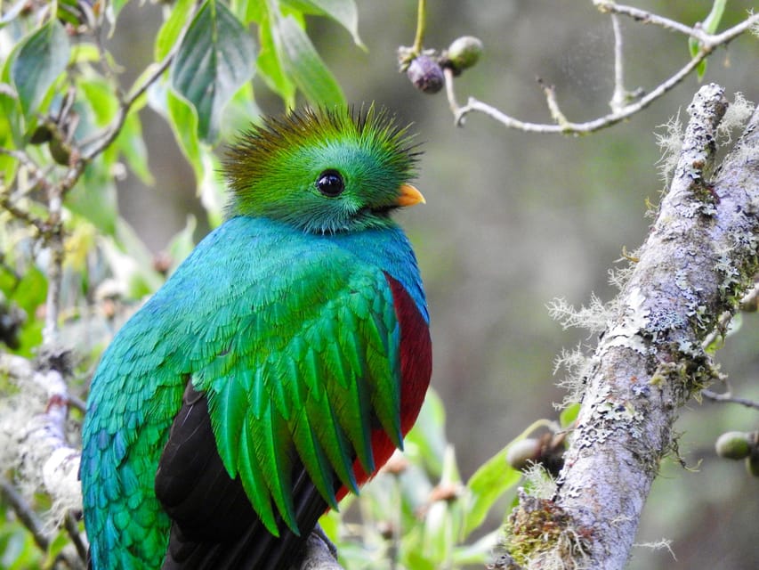 Quetzales Experiencia De Observaci N De Aves En Costa Rica Los