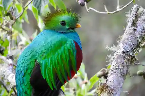 Quetzal: Upplevelse av fågelskådning i Costa Rica - Los Quetzales