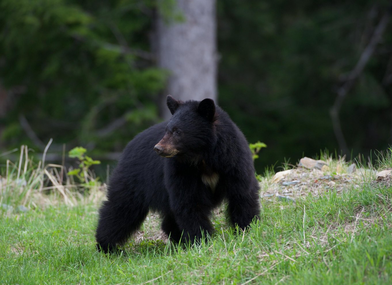 Whistler: Morgen med bjørnene Land Rover naturskøn udflugt