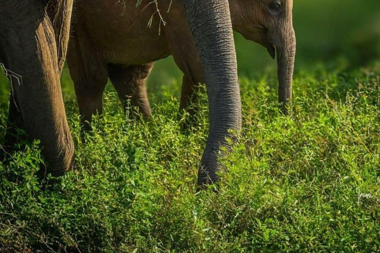 Habarana: Hurulu Eco Park Wildlife Photography Tour