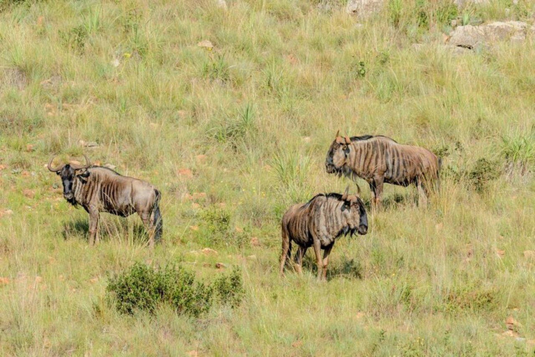 From Nairobi: Maasai Mara Fly-In Safari with Picnic