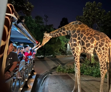 Chiang Mai Transferli Gece Safari Bileti