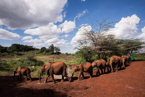 Nairobi: Elephant Orphanage & Giraffe Centre Tour Elephant Orphanage & Giraffe Centre Tour Without Entry Fee