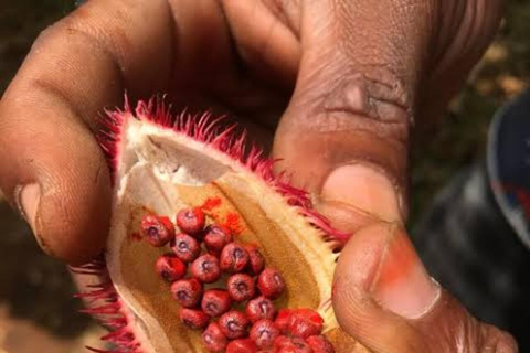 Zanzibar: Privat kryddodlingstur med lokal guide.Det här alternativet inkluderar upphämtning från hotell i Stone Town.