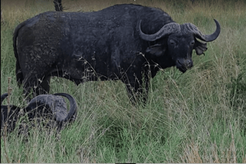 Johannesburg: Half-Day Dinokeng Big Five Safari Tour