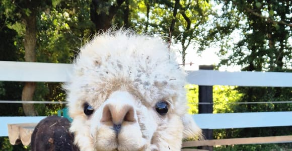 Pula: Private Alpaca Ranch Tour with Picnic