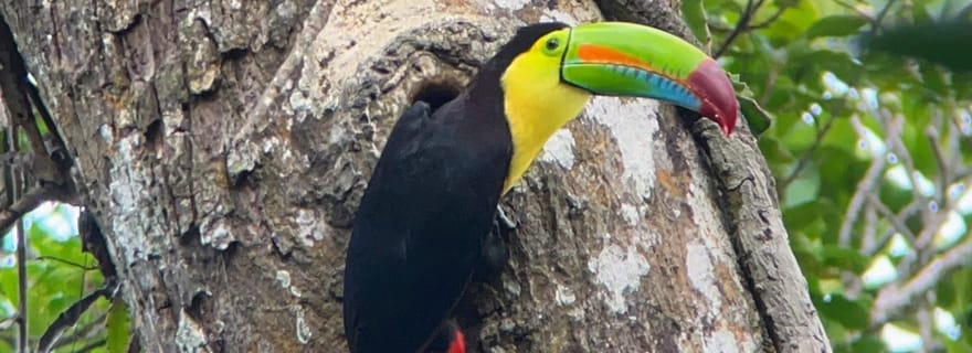 Visite de Monteverde le matin et visite nocturne