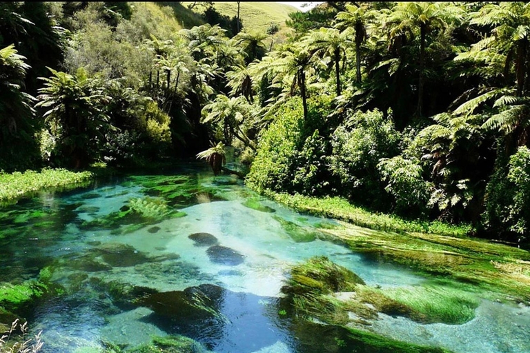 Auckland to Rotorua Private Custom Tour & Hotel Pickup