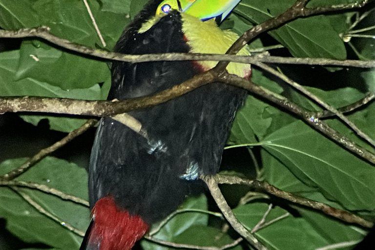 Monteverde: Night Tour with Night Vision Goggles