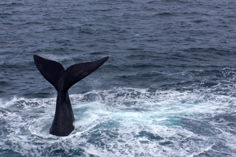 Puerto Piramides: Whale Watching Boat Trip