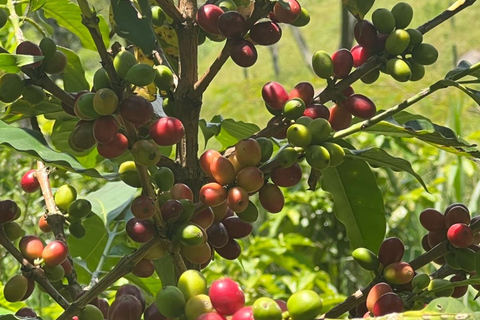 Medellín : Tournée des cafés dans les montagnes