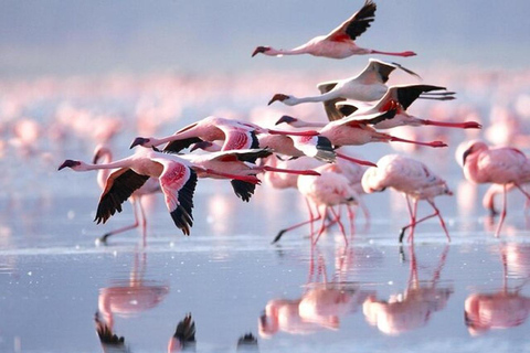 Nationaal park Lake Nakuru