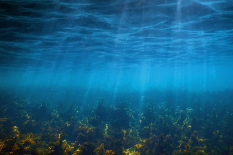 Snorkelen in het Afrikaanse zeebos