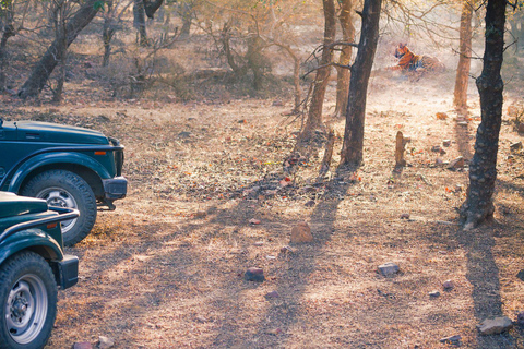 Jaipur: Jeep lub Canter Safari w Parku Narodowym Ranthambore